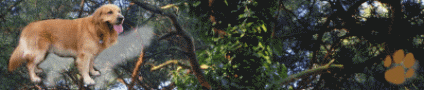 banner_asko_3.gif