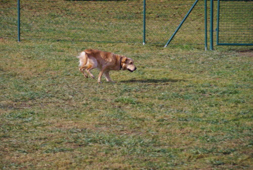 diasachau%20benji%20111208.gif