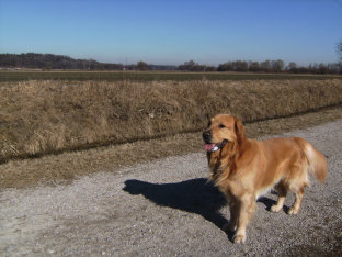 goldasko_2002009.jpg