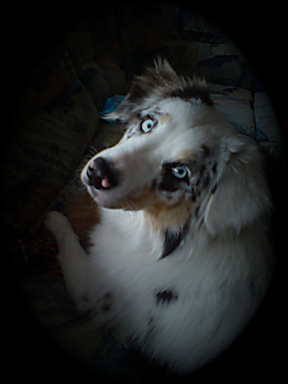 goldasko_2038001.jpg