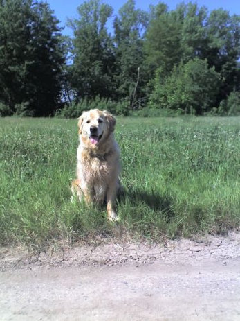 goldasko_2038005.jpg